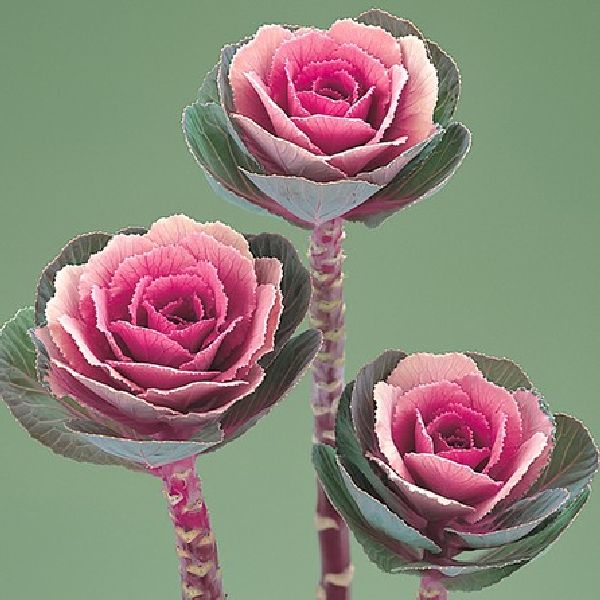 Насіння капусти декоративної Крейн F1 рожева (pink) /100 насінин/ *Takii Seeds*