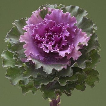 Капуста декоративна Крейн Раффл F1 роуз (rose) /100 насінин/ *Takii Seeds*
