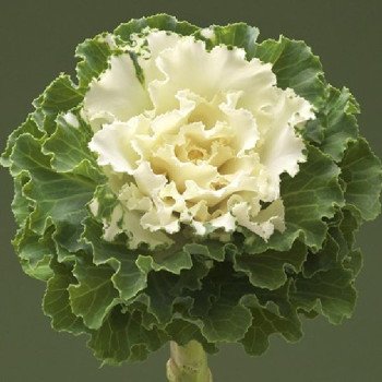 Капуста декоративна Крейн Раффл F1 біла (white) /100 насінин/ *Takii Seeds*