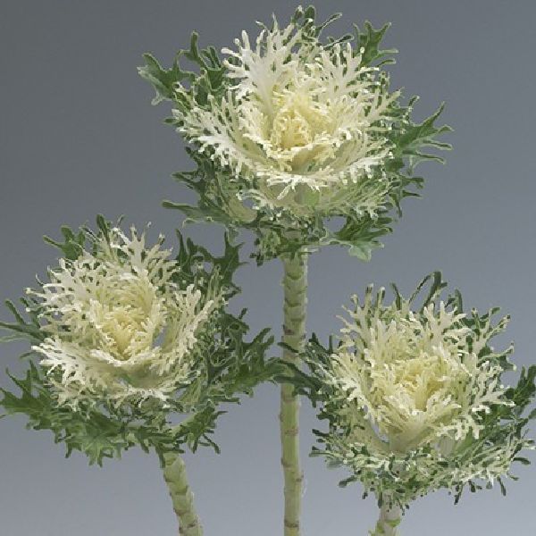 Насіння капусти декоративної Крейн Фезе F1 снов (snow) /100 насінин/ *Takii Seeds*