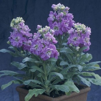 Левкой Сіндерелла лавандовий (lavender) /200 насінин/ *Takii Seeds*