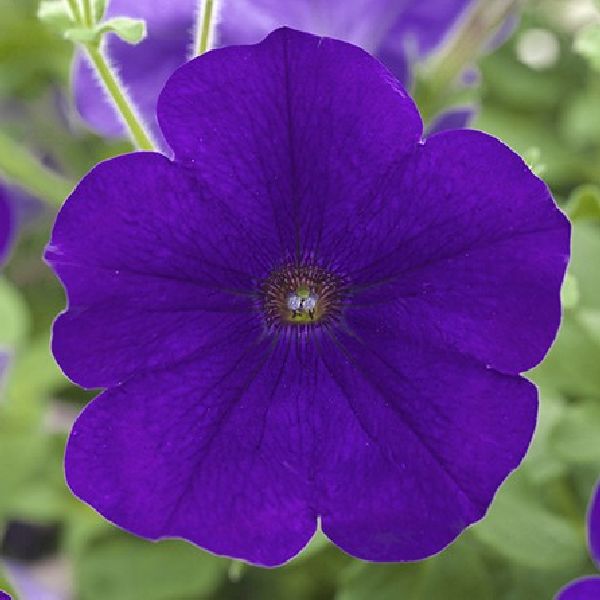 Семена петунии Опера Суприм F1 синяя (blue) /50 семян (драже)/ *Takii Seeds*