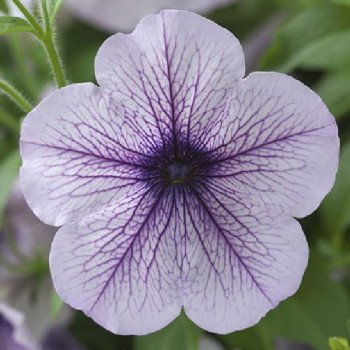 Петуния Опера Суприм F1 лилак айс (lilac ice) /50 семян (драже)/ *Takii Seeds*