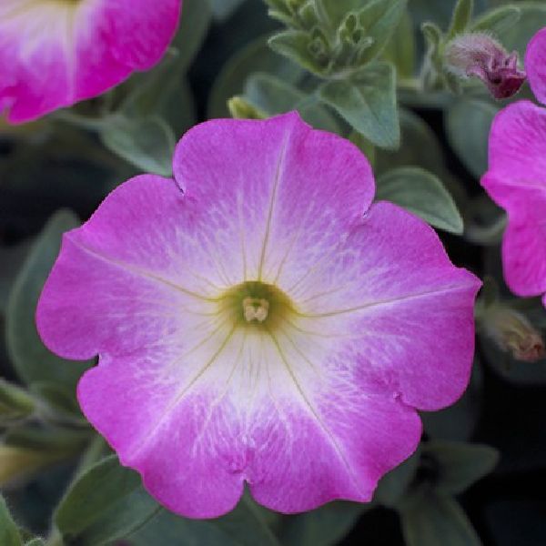 Семена петунии Опера Суприм F1 пинк морн (pink morn) /50 семян (драже)/ *Takii Seeds*