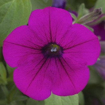 Петуния Опера Суприм F1 пурпурная (purple) /50 семян (драже)/ *Takii Seeds*