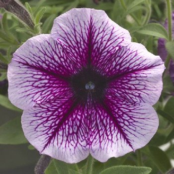 Петуния Опера Суприм F1 пурпурная с прожилками (purple vein) /50 семян (драже)/ *Takii Seeds*