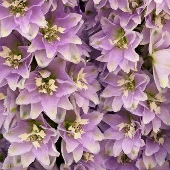 Дельфиниум Кендел F1 лавандер шейдс (lavender shades) /50 семян/ *Sakata*