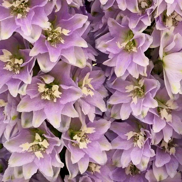 Насіння дельфініуму Кендел F1 лавандер шейдс (lavender shades) /50 насінин/ *Sakata*