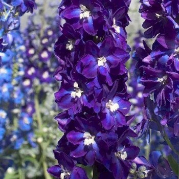 Дельфиниум Кендел F1 виолет шейдс (violet shades) /50 семян/ *Sakata*