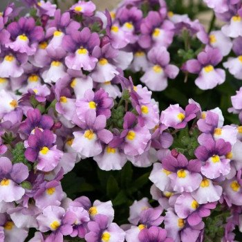 Немезія Претті Пліз F1 рожева біколор (rose bicolor) /100 насінин (драже)/ *Floranova*