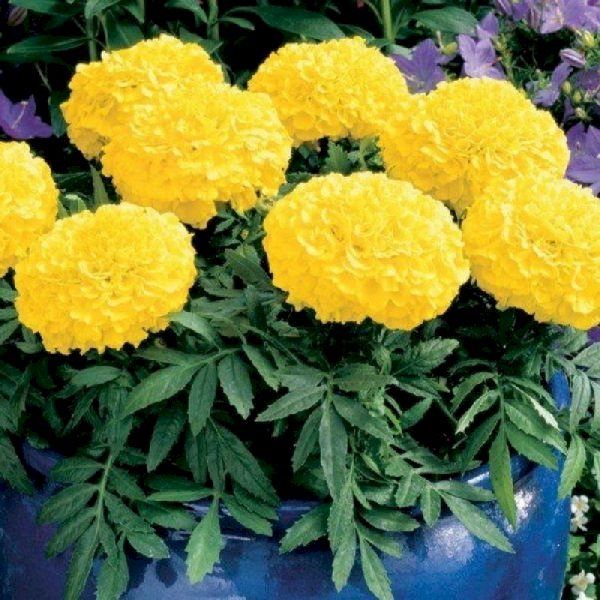 Насіння чорнобривців Інка II F1 жовті (yellow) /100 насінин/ *Syngenta*