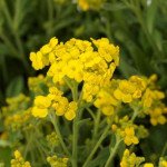 Ауриния (алиссум скальный) Саммит /100 семян/ *Syngenta*