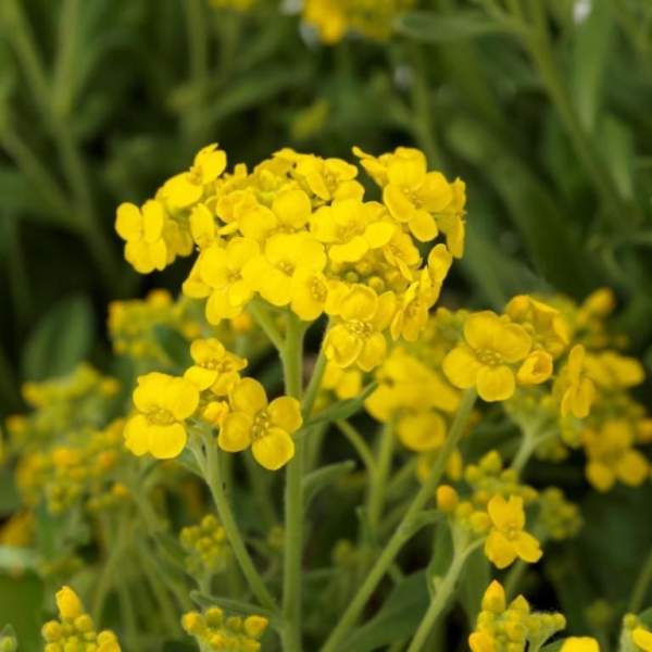 Насіння аурінії (аліссуму скального) Самміт /100 насінин/ *Syngenta*