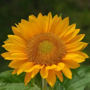 Подсолнечник декоративный Премьер F1 /100 семян/ *Takii Seeds*