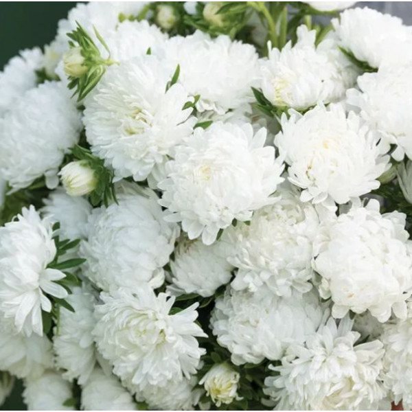 Семена астры Тауэр белая (white) /2 г/ *Satimex*