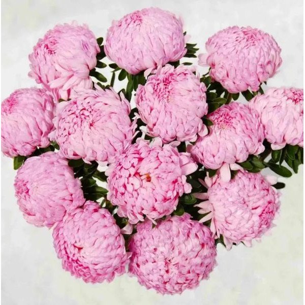 Семена астры Тауэр розовая (pink) /2 г/ *Satimex*