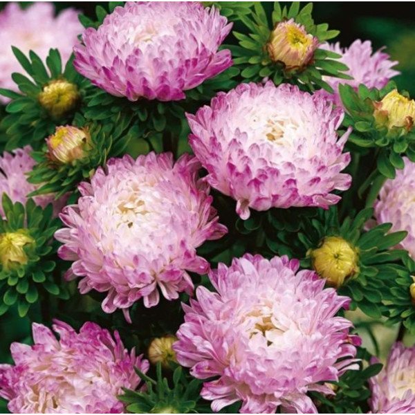 Насіння айстри Тауер срібно-рожева (silver-pink) /2 г/ *Satimex*