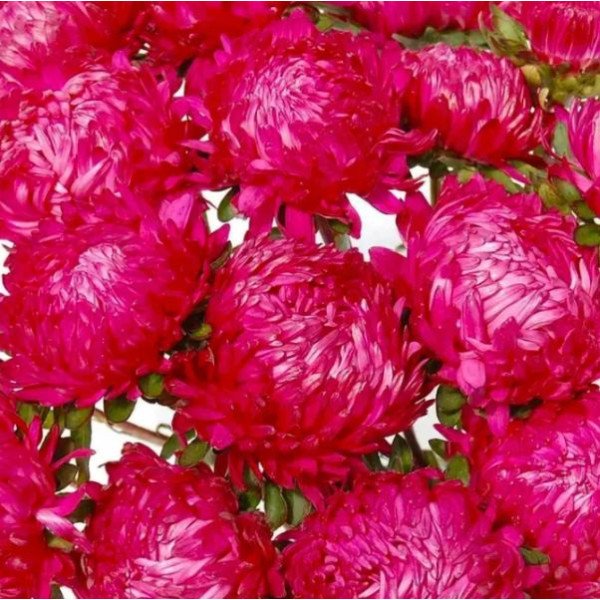 Семена астры Тауэр красная (red) /2 г/ *Satimex*