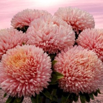 Астра Хризантелла Пинк Мазер-оф-Перл пинк (Pink Mother-of-Pearl) /0,5 г/ *Satimex*