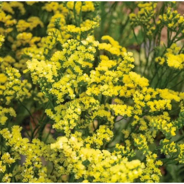 Насіння кермеку Фореве жовтий /2 г/ *Takii Seeds*
