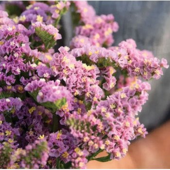 Кермек Фореве персиковий /2 г/ *Takii Seeds*