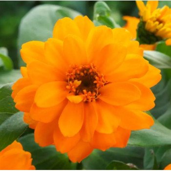 Цинія Белайз помаранчева (orange) /100 насінин/ *Takii Seeds*
