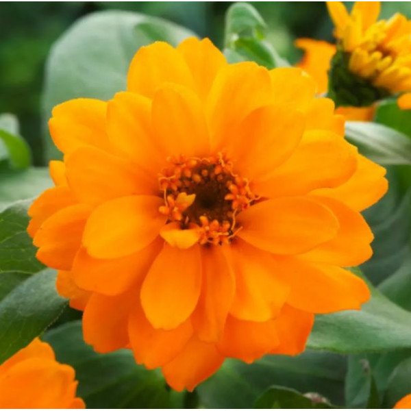 Насіння цинії Белайз помаранчева (orange) /100 насінин/ *Takii Seeds*