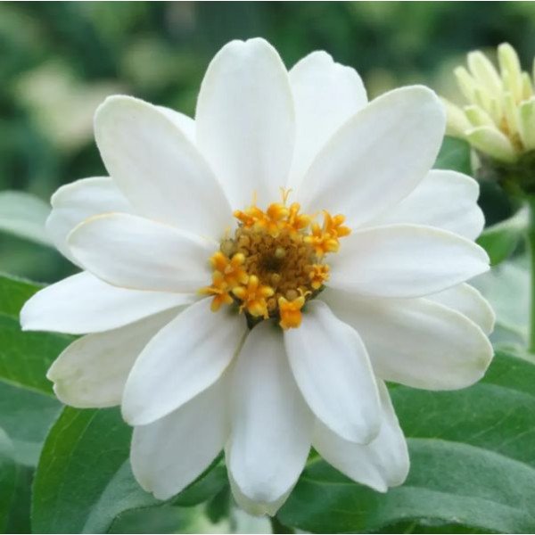 Насіння цинії Белайз біла (white) /100 насінин/ *Takii Seeds*