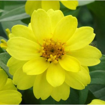 Цинія Белайз жовта (yellow) /100 насінин/ *Takii Seeds*
