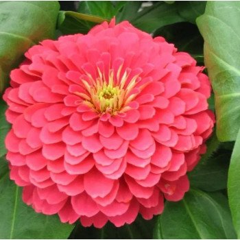 Цинія Дрімленд F1 коралова (coral) /100 насінин/ *Takii Seeds*