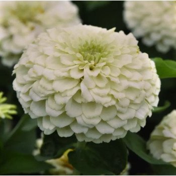Цинія Дрімленд F1 айворі (ivory) /100 насінин/ *Takii Seeds*
