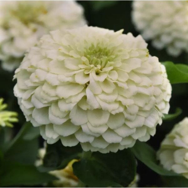 Насіння цинії Дрімленд F1 айворі (ivory) /100 насінин/ *Takii Seeds*