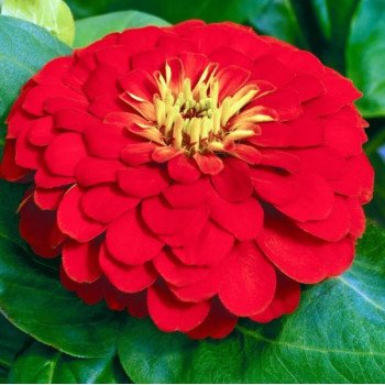 Цинія Дрімленд F1 червона (red) /100 насінин/ *Takii Seeds*
