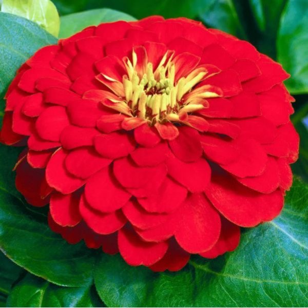 Насіння цинії Дрімленд F1 червона (red) /100 насінин/ *Takii Seeds*