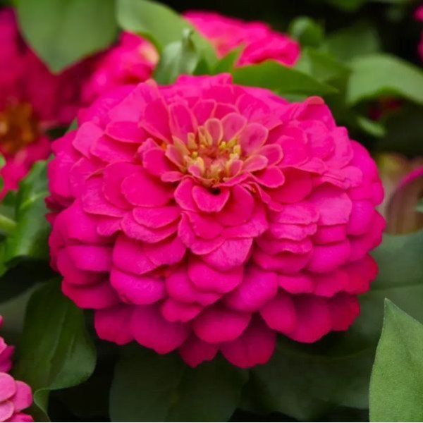 Насіння цинії Дрімленд F1 рожева (rose) /100 насінин/ *Takii Seeds*