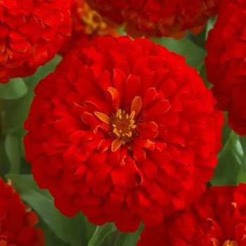 Цинія Дрімленд F1 скарлет (scarlet) /100 насінин/ *Takii Seeds*