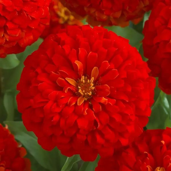 Насіння цинії Дрімленд F1 скарлет (scarlet) /100 насінин/ *Takii Seeds*