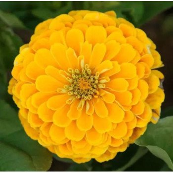 Цинія Дрімленд F1 жовта (yellow) /100 насінин/ *Takii Seeds*