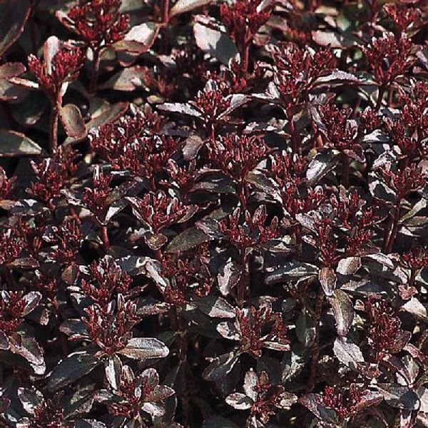 Семена седума Вуду /100 семян (драже)/ *Benary*