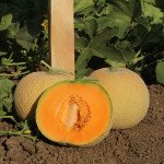 Диня KS 7049 F1 /20 насінин/ *Kitano Seeds*