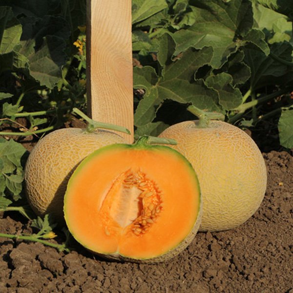 Семена дыни KS 7049 F1 /20 семян/ *Kitano Seeds*