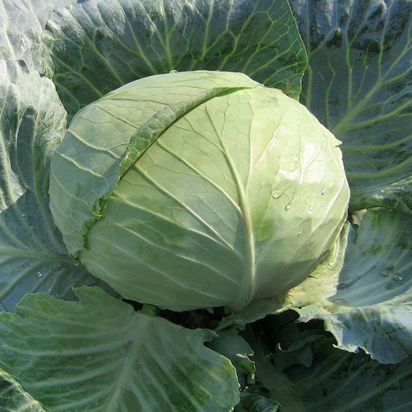 Насіння капусти білоголової Наомі F1 /100 насінин/ *Kitano Seeds*