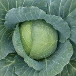 Капуста білоголова Хонка F1 /100 насінин/ *Kitano Seeds*