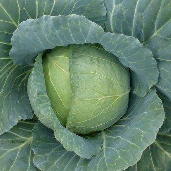 Капуста белокочанная Хонка F1 /100 семян/ *Kitano Seeds*