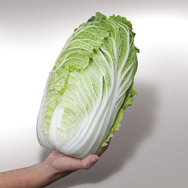 Насіння капусти пекінської Яморі (KS 340) F1 /100 насінин/ *Kitano Seeds*