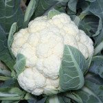 Капуста цвітна Ванза F1 /50 насінин/ *Kitano Seeds*