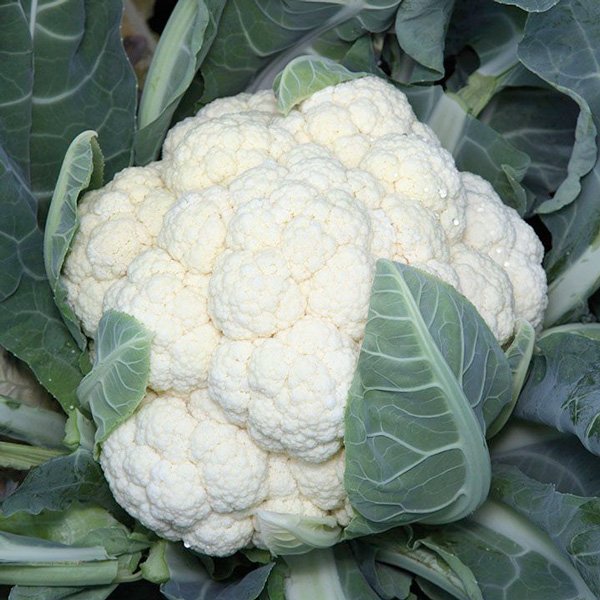 Насіння капусти цвітної Ванза F1 /100 насінин/ *Kitano Seeds*