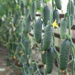 Огурец KS 84 (Сатоми) F1 /50 семян/ *Kitano Seeds*