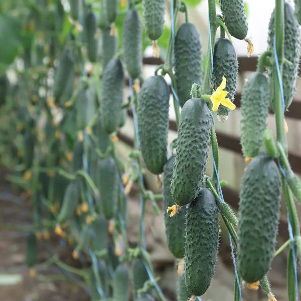 Семена огурца Сатоми (KS 84) F1 /50 семян/ *Kitano Seeds*