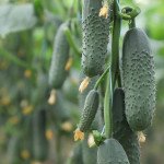 Огірок KS 707 (Домані) F1 /50 насінин/ *Kitano Seeds*